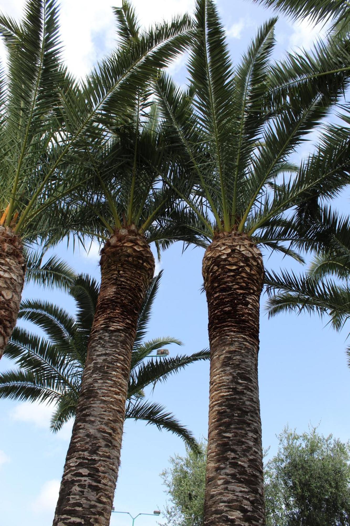 Palme Gemelle Hotel 3*